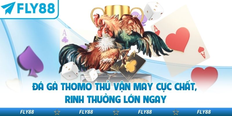 Đá Gà Thomo Thử Vận May Cực Chất, Rinh Thưởng Lớn Ngay