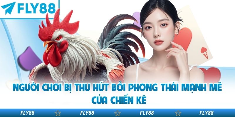 Người chơi bị thu hút bởi phong thái mạnh mẽ của chiến kê