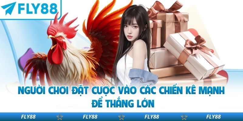 Người chơi đặt cược vào các chiến kê mạnh để thắng lớn