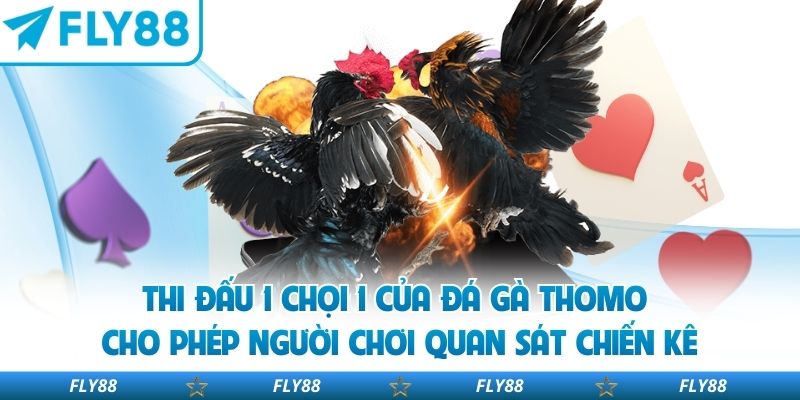 Thi đấu 1 chọi 1 của đá gà Thomo cho phép người chơi quan sát chiến kê